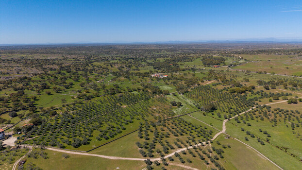 Aerial view of the expansive terrain where olive groves meet the wild countryside under a vast blue sky Navas del Madro&ntilde;o Extremadura Spain.