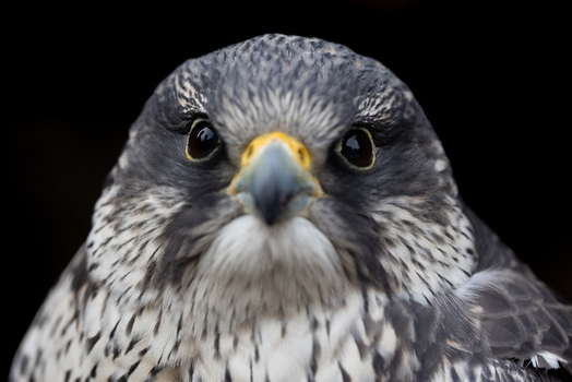 View of a falcon bird of prey with sharp eyes and speckled feathers looking at the camera in Selestat Grand Est France.