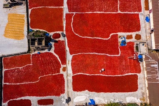 Bogura Bangladesh 06 March 2022 Aerial view of vibrant red chilies spread out to dry on a concrete surface in Bogura with workers tending to the harvest.