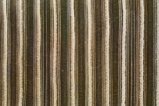 Aerial view of alternating strips of golden and dark earth create a striking pattern across the landscape Chyhyryns kyi district Cherkasy Oblast Ukraine. Aerial view of alternating strips of golden and dark earth create a striking pattern across the landscape Chyhyryns kyi district Cherkasy Oblast Ukraine.