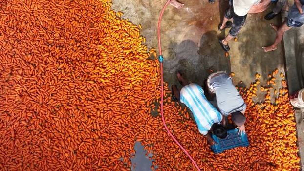 Aerial view of workers sorting fresh carrots in Bogura Bangladesh. Aerial view of workers sorting fresh carrots in Bogura Bangladesh.