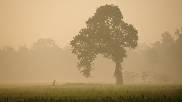 View of a lone tree in a misty field with a person Bangladesh.