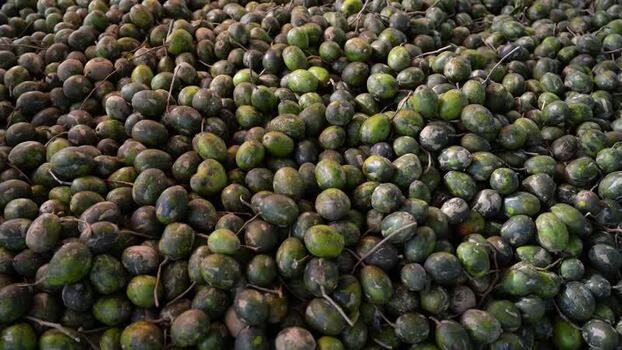 View of a large pile of green hog plums in Jhalakathi Bangladesh. View of a large pile of green hog plums in Jhalakathi Bangladesh.