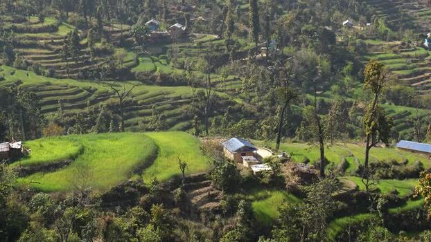 View of terraced green fields and rural houses on a hillside Nepal.