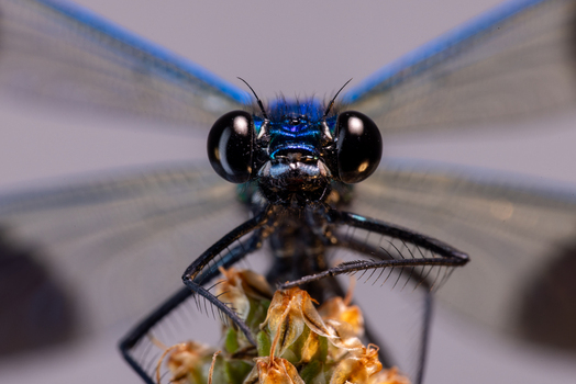View of an extreme macro close up of a blue damselfly with large black compound eyes and iridescent body perched on a plant in Wittenheim Grand Est France.