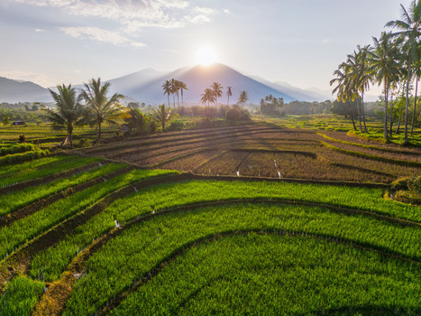 Aerial view of Kemumu rice terraces at sunrise with lush green paddies palm trees and distant mountains in Arma Jaya Bengkulu Indonesia. Aerial view of Kemumu rice terraces at sunrise with lush green paddies palm trees and distant mountains in Arma Jaya Bengkulu Indonesia.