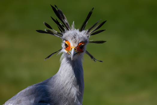 View of a secretarybird showing its distinctive black crest feathers and orange facial skin against a soft green background in Selestat Grand Est France.