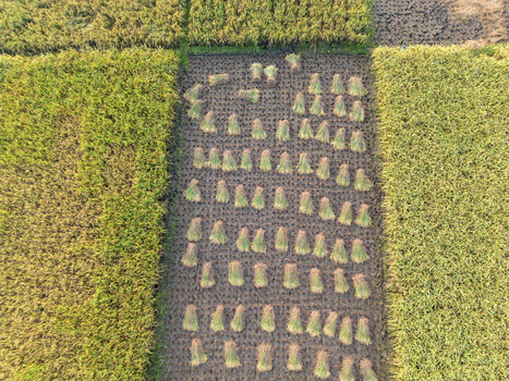 Aerial view of harvested rice stalks bundled in a field surrounded by lush green crops in Kebumen Central Java Indonesia. Aerial view of harvested rice stalks bundled in a field surrounded by lush green crops in Kebumen Central Java Indonesia.