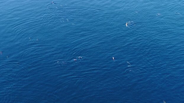 Aerial view of a pod of dolphins swimming in the ocean Maldives. Aerial view of a pod of dolphins swimming in the ocean Maldives.