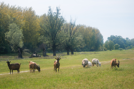 View of a herd of goats grazing in a lush green meadow beside a dirt path and a line of tall trees under a bright sky Futog Vojvodina Serbia. View of a herd of goats grazing in a lush green meadow beside a dirt path and a line of tall trees under a bright sky Futog Vojvodina Serbia.