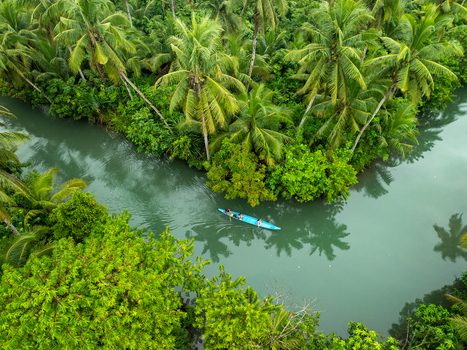 Aerial view of a blue canoe carrying people paddling along the Maasin River surrounded by lush coconut palm trees and dense tropical vegetation Siargao Philippines. Aerial view of a blue canoe carrying people paddling along the Maasin River surrounded by lush coconut palm trees and dense tropical vegetation Siargao Philippines.
