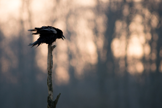 View of a black raven perched on a dead tree branch against a soft focus background in Debrzno Pomeranian Voivodeship Poland. View of a black raven perched on a dead tree branch against a soft focus background in Debrzno Pomeranian Voivodeship Poland.