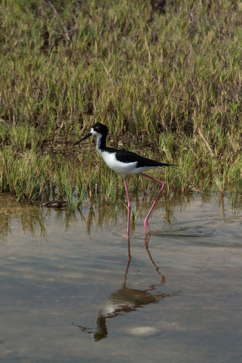 View of a Hawaiian stilt wading in shallow water with grassy vegetation in the background in Maui County Hawaii United States.