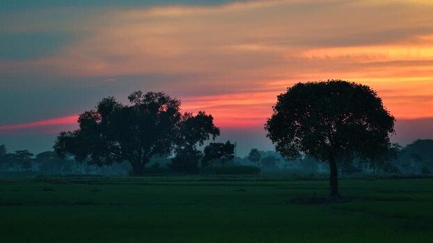 View of silhouetted trees against a sunset sky in Bangladesh.