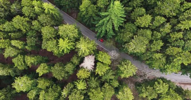 Aerial view of a road through a dense evergreen forest Italy. Aerial view of a road through a dense evergreen forest Italy.