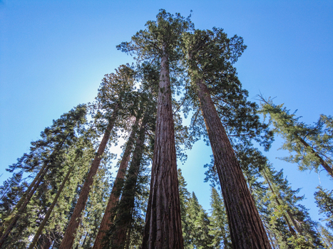 View of giant sequoia trees reaching towards a clear blue sky in Yosemite National Park California United States. View of giant sequoia trees reaching towards a clear blue sky in Yosemite National Park California United States.