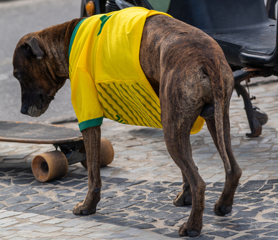 Rio de Janeiro Brazil 13 June 2026 View of a brindle dog wearing a yellow and green Brazil football jersey standing on a stone pavement next to a skateboard.