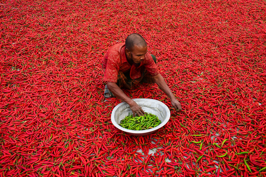 Bogura Bangladesh 12 February 2017 View of a man sorting green chilies into a metal bowl while sitting amidst a vast carpet of drying red chili peppers. Bogura Bangladesh 12 February 2017 View of a man sorting green chilies into a metal bowl while sitting amidst a vast carpet of drying red chili peppers.