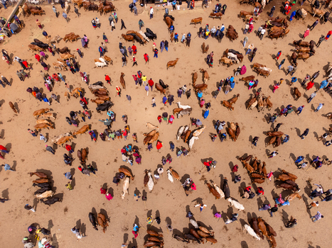Aerial view of Kimana Animal Market with numerous cattle and people gathered on the dusty ground in Kimana Kajiado County Kenya.