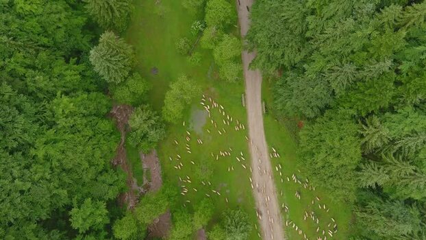Aerial view of sheep grazing in a forest clearing Romania. Aerial view of sheep grazing in a forest clearing Romania.