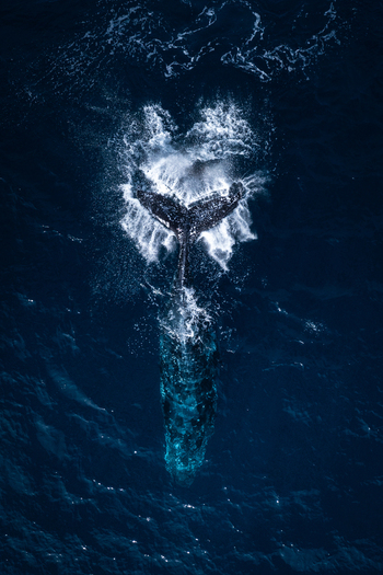 Aerial view of a humpback whale tail breaching the deep blue ocean surface creating a splash of white foam in Manly New South Wales Australia.