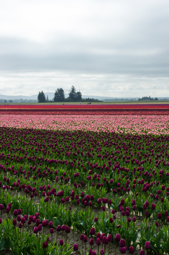 View of vibrant rows of purple pink and red tulips stretching across the fields under a cloudy sky in La Conner Washington United States.