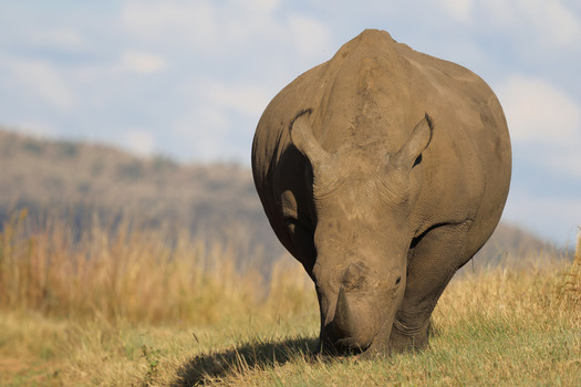 View of a large rhinoceros walking through the dry grass of the savanna with hills in the background under a soft light Waterberg District Municipality Limpopo South Africa. View of a large rhinoceros walking through the dry grass of the savanna with hills in the background under a soft light Waterberg District Municipality Limpopo South Africa.