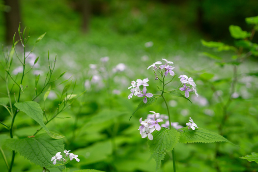 View of delicate purple wild flowers blooming on a lush green forest floor near Driny in the Male Karpaty mountains Smolenice Trnava Region Slovakia. View of delicate purple wild flowers blooming on a lush green forest floor near Driny in the Male Karpaty mountains Smolenice Trnava Region Slovakia.