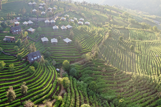 Aerial view of terraced tea plantations with white roofed huts on a lush green hillside in Puer Yunnan China.