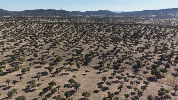 Aerial view of dehesa in Valencia de Alcantara Spain.
