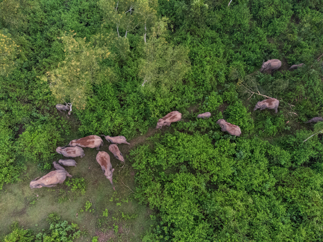 Aerial view of elephants wandering through the dense green forest their forms a stark contrast to the lush foliage Sherpur Bangladesh. Aerial view of elephants wandering through the dense green forest their forms a stark contrast to the lush foliage Sherpur Bangladesh.