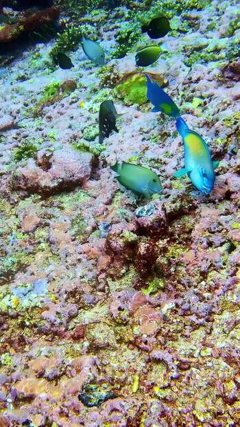 View of tropical fish swimming over a coral reef in Bali Indonesia. View of tropical fish swimming over a coral reef in Bali Indonesia.