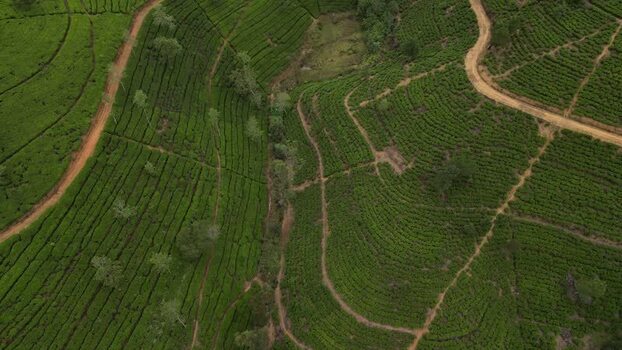 Aerial view of tea plantations in Nuwara Eliya Sri Lanka. Aerial view of tea plantations in Nuwara Eliya Sri Lanka.