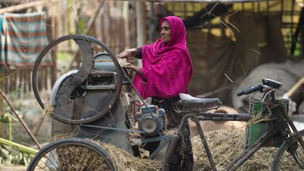 View of a woman operating a fodder cutting machine Bangladesh. View of a woman operating a fodder cutting machine Bangladesh.