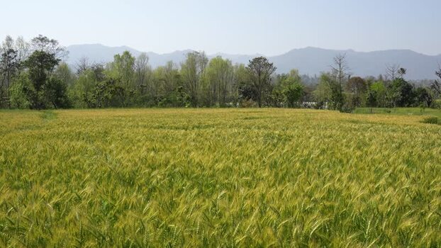 View of a lush green wheat field with mountains Nepal.