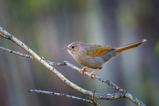 View of a small bird Streaked laughingthrush perched on a thin tree branch with soft natural light in Gilgit Pakistan.