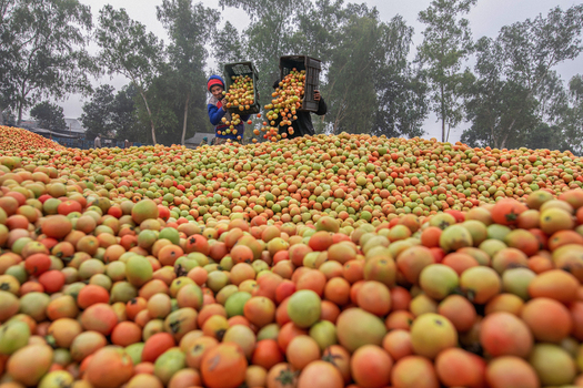 Bogura Bangladesh 05 January 2023 View of workers pouring fresh tomatoes from plastic crates onto a massive pile at a local wholesale market under a misty sky. Bogura Bangladesh 05 January 2023 View of workers pouring fresh tomatoes from plastic crates onto a massive pile at a local wholesale market under a misty sky.