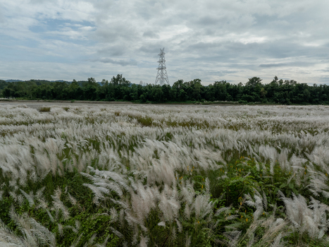 Aerial view of a vast field of white Kans grass in bloom with a tall metal power transmission tower rising above the treeline under a cloudy sky in Nepal.