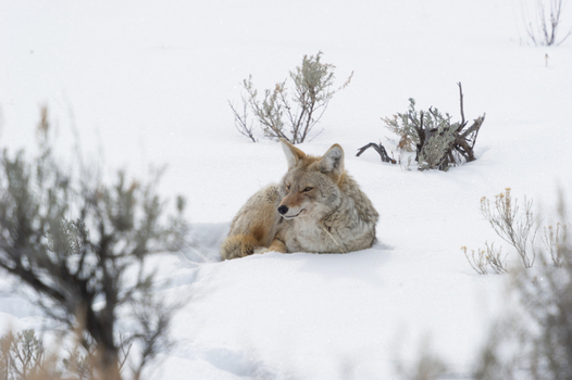 View of a coyote resting in the snow surrounded by sagebrush in Yellowstone National Park Wyoming United States. View of a coyote resting in the snow surrounded by sagebrush in Yellowstone National Park Wyoming United States.