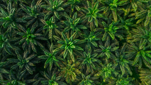 Aerial view of a vast palm oil plantation with dense green fronds and symmetrical tree patterns in Indonesia.
