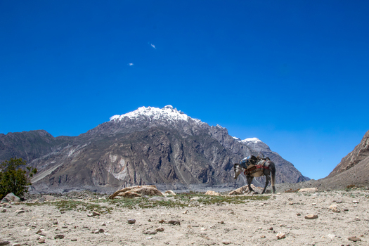 View of a pack horse carrying gear on a rocky trail with the snow capped mountains of K2 Base Camp in the background under a clear blue sky in Gilgit Pakistan. View of a pack horse carrying gear on a rocky trail with the snow capped mountains of K2 Base Camp in the background under a clear blue sky in Gilgit Pakistan.