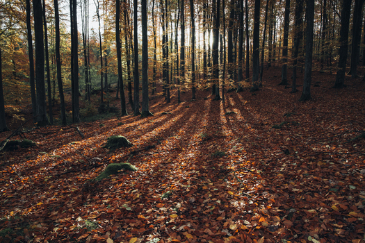 View of a beech forest in autumn with fallen leaves covering the ground and long shadows cast by sunlight filtering through the trees in Krakow Lesser Poland Voivode Poland. View of a beech forest in autumn with fallen leaves covering the ground and long shadows cast by sunlight filtering through the trees in Krakow Lesser Poland Voivode Poland.