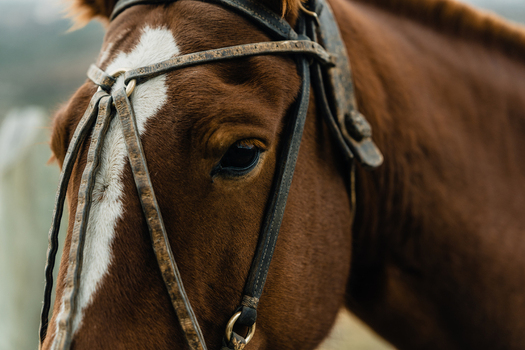 View of a close up of a brown horse with a white blaze on its face wearing a leather bridle in El Calafate Santa Cruz Province Argentina.
