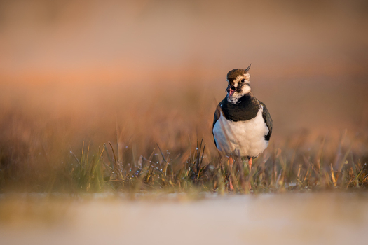 View of a northern lapwing standing in a grassy field during golden hour in Debrzno Pomeranian Voivodeship Poland.
