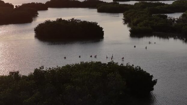 Aerial view of flamingos in Yucalpeten lagoon Mexico. Aerial view of flamingos in Yucalpeten lagoon Mexico.