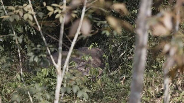 View of an elephant partially hidden in foliage China.