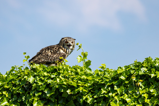 View of a majestic Eurasian Eagle owl perched on a lush green ivy hedge with its beak open against a clear blue sky in Selestat Grand Est France.