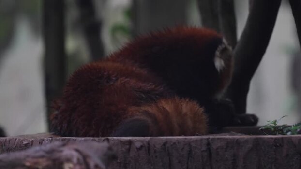 View of a red panda resting on a wooden platform China. View of a red panda resting on a wooden platform China.