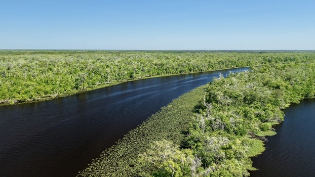 Aerial view of a winding dark river cutting through a vibrant green forest creating a striking contrast between the water and the dense foliage St. Augustine Florida United States. Aerial view of a winding dark river cutting through a vibrant green forest creating a striking contrast between the water and the dense foliage St. Augustine Florida United States.