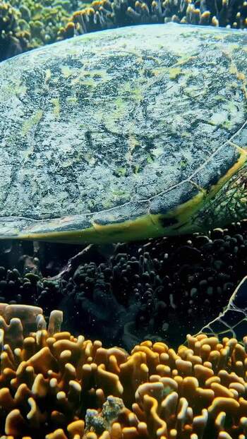 View of a sea turtle swimming over a coral reef Indonesia. View of a sea turtle swimming over a coral reef Indonesia.